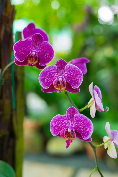 Jardín de orquídeas Borneo de Malasia — Foto de Stock
