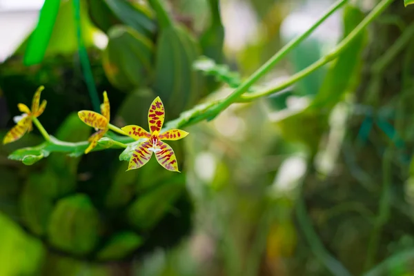 Borneo Malezji orchid garden — Zdjęcie stockowe