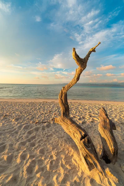 Плетеное дерево на пляже на закате — стоковое фото