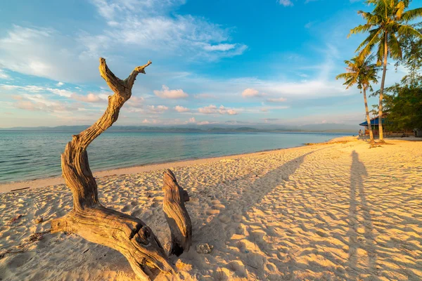 Geflochtener Baum am Strand bei Sonnenuntergang — Stockfoto
