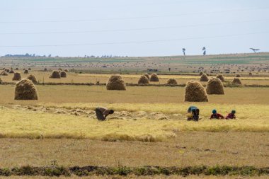 Afrika kırsal yaşam ve tarım arazisi