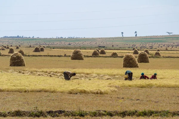 African rural life and farmland — Stock Photo, Image