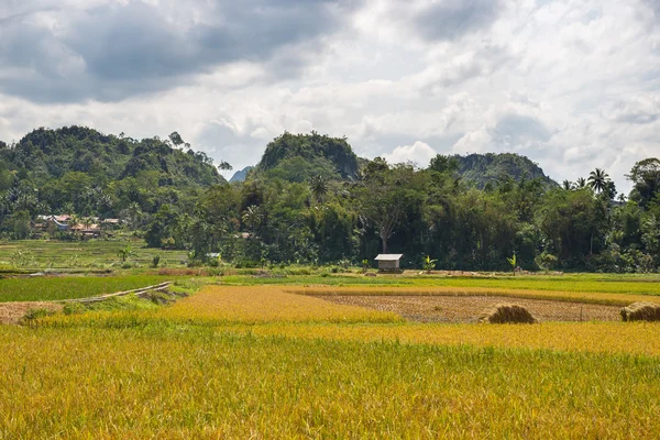 Tana Toraja pastoral manzara — Stok fotoğraf