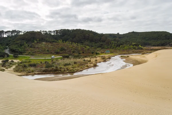 Dunas de arena y bosque verde —  Fotos de Stock