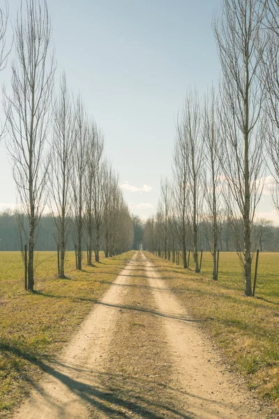 Straight dirt road with row of trees