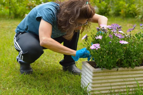 Home gardening — Stock Photo, Image