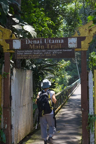 Trekking in Borneo rainforest — Stock Photo, Image