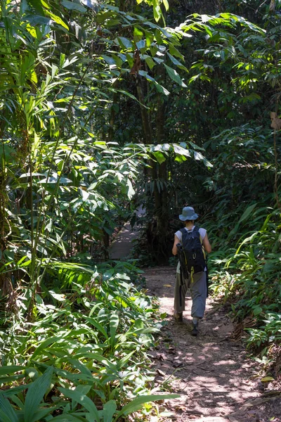 ボルネオの熱帯雨林トレッキング — ストック写真