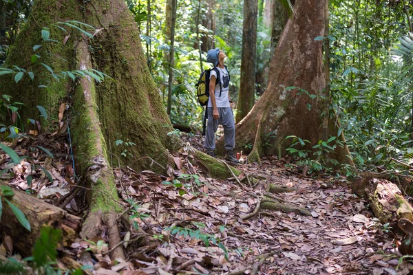 Треккинг в тропических лесах Борнео — стоковое фото