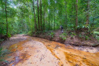 Borneo yağmur ormanlarında trekking
