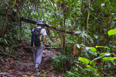 Borneo yağmur ormanları keşfetmek