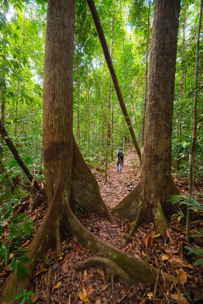 Trekking na floresta tropical de bornéu — Fotografia de Stock