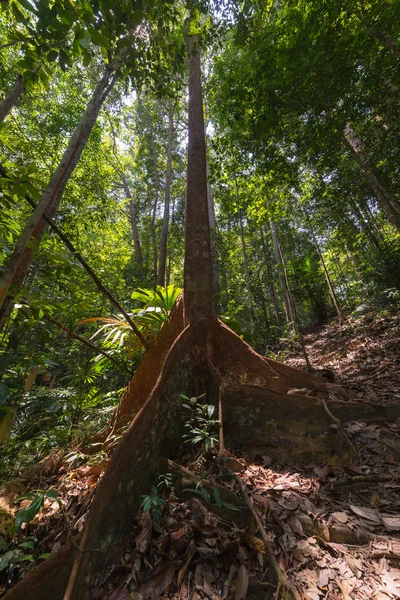 Bornéu floresta tropical — Fotografia de Stock