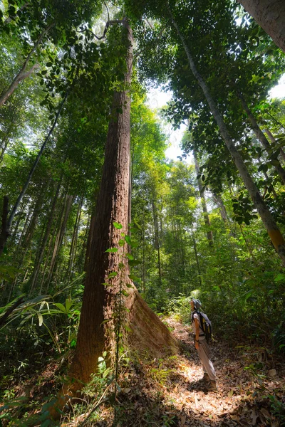 Тропические леса Борнео — стоковое фото