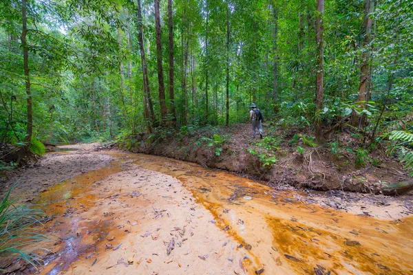 Треккинг в тропических лесах Борнео — стоковое фото