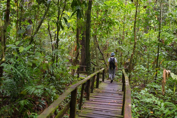 Изучение тропических лесов Борнео — стоковое фото