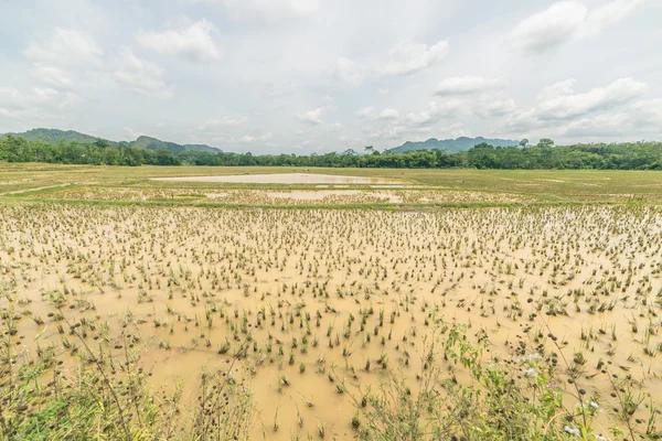Dramatische rijst rijstvelden landschap, afgezwakt — Stockfoto