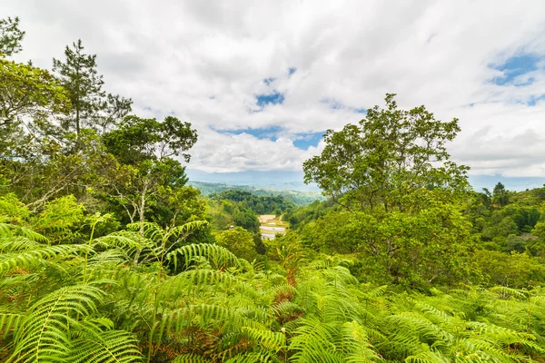 Tana Toraja landscape and fern forest — Stock Photo, Image