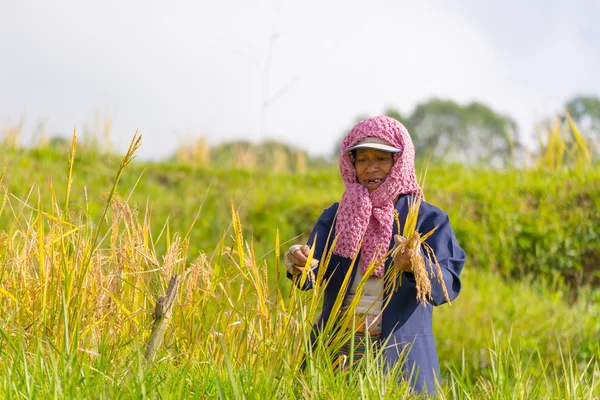 Rural life and farmland in Indonesia — Stock Photo, Image