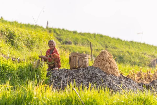 Rural life and farmland in Indonesia — Stock Photo, Image