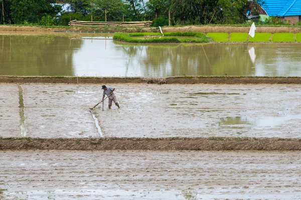 Rural life and farmland in Indonesia — Stock Photo, Image