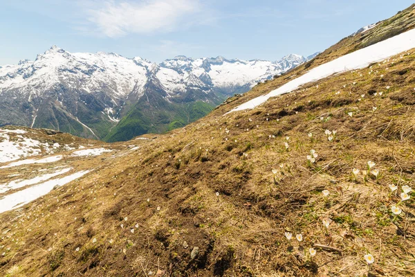 Flores alpinas y paisaje en primavera — Foto de Stock