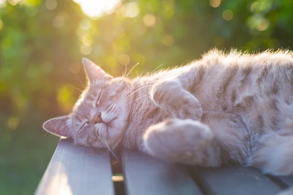 Γάτα ξαπλωμένη στον πάγκο στο οπίσθιο φωτισμό στο ηλιοβασίλεμα — Φωτογραφία Αρχείου
