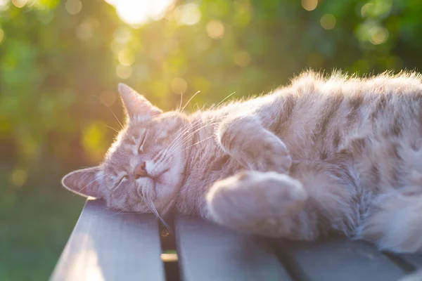 Gato acostado en el banco en contraluz al atardecer —  Fotos de Stock