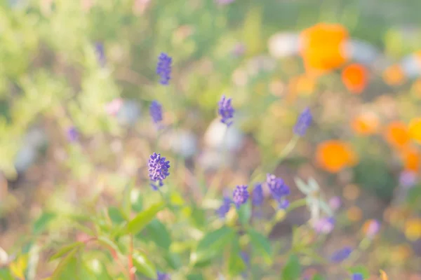 Natural pastel colored background, lavender flower — Stock Photo, Image