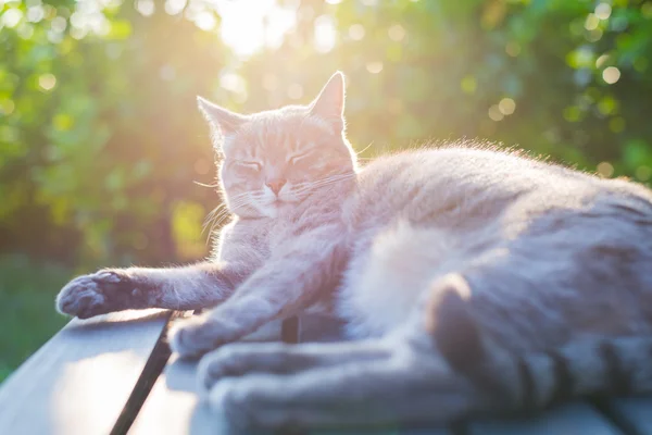 Cat lying on bench in backlight at sunset — Stock Photo, Image