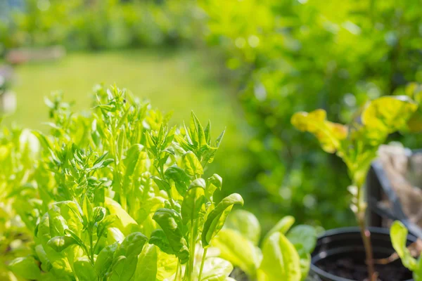 Hausgemachter Bio-Gemüsegarten — Stockfoto