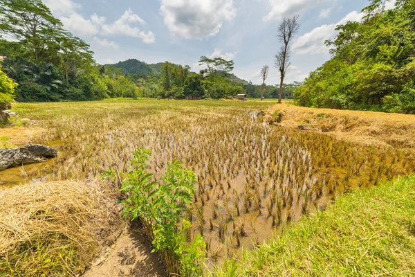 Fantastisk risfält landskap — Stockfoto