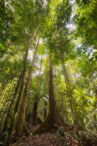 Majestic Borneo rainforest from below