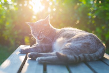 arka ışık bankta günbatımında yalan kedi