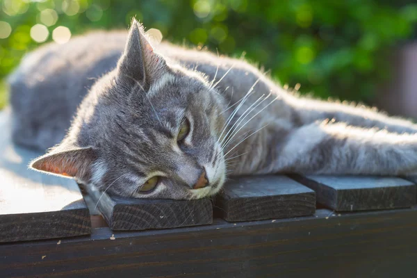 Γάτα που βρίσκεται στην πλευρά σε ένα παγκάκι σε οπίσθιου φωτισμού — Φωτογραφία Αρχείου