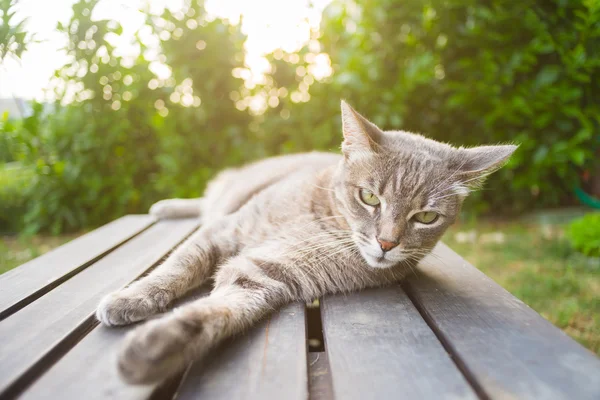 Cat lying on a wooden bench in backlight — 스톡 사진