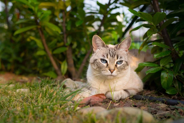 Gato deitado na grama olhando para a câmera — Fotografia de Stock