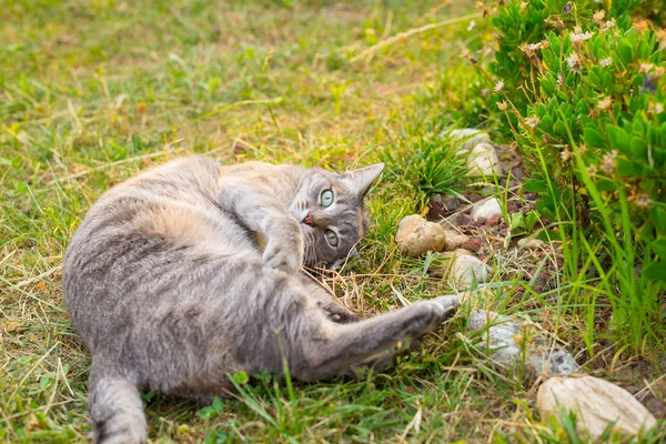 Кот лежит на траве и смотрит в камеру. — стоковое фото