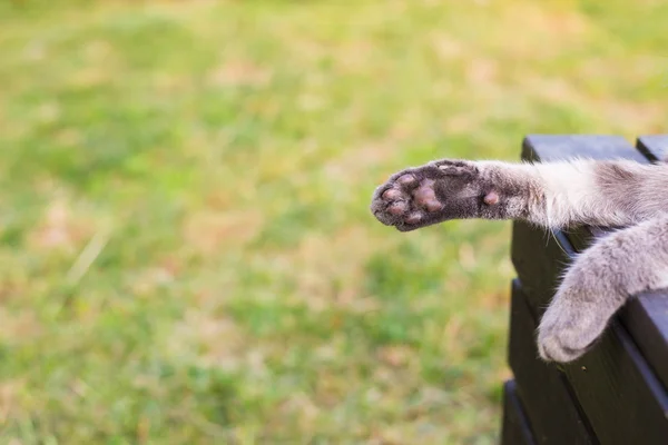 Cakar kucing menutup luar ruangan dengan latar belakang rumput — Stok Foto