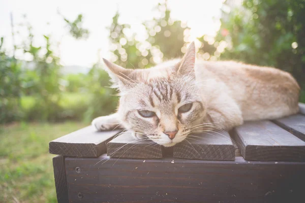 Cat lying on a wooden bench in backlight — Stock Photo, Image