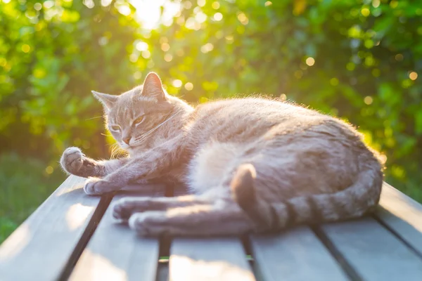 Cat lying on bench in backlight at sunset — Stock Photo, Image