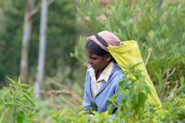 Tamil woman working manually in tea plantation — Stock Photo, Image