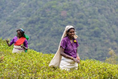 Tamil women working manually in tea plantation clipart