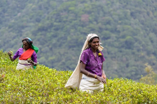 Tamil women working manually in tea plantation — Stock Photo, Image