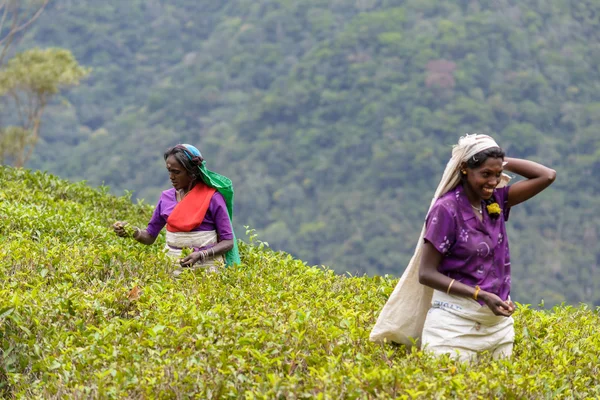 Tamil women working manually in tea plantation — Stock Photo, Image