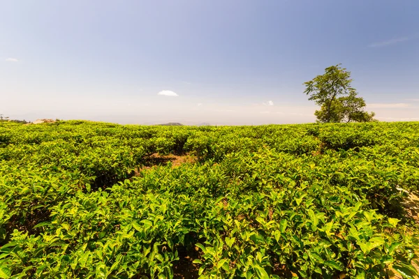 Tea plantation green landscape in Sri Lanka — Stockfoto