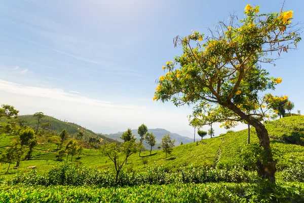 Paisaje verde plantación de té en Sri Lanka —  Fotos de Stock