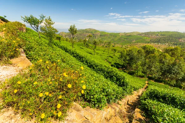 Зеленый ландшафт чайной плантации Шри-Ланки — стоковое фото