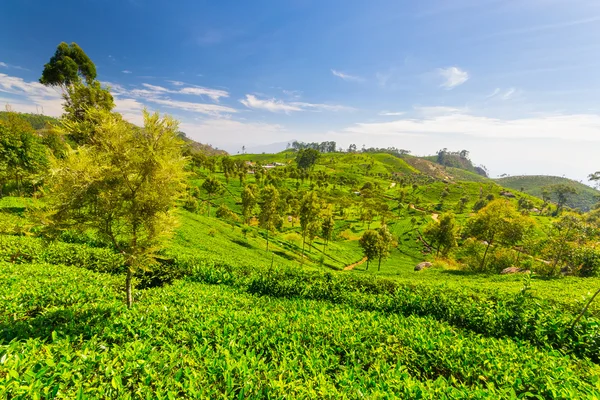 Paisaje verde plantación de té en Sri Lanka —  Fotos de Stock