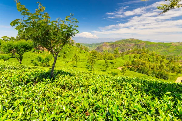 Paisaje verde plantación de té en Sri Lanka —  Fotos de Stock